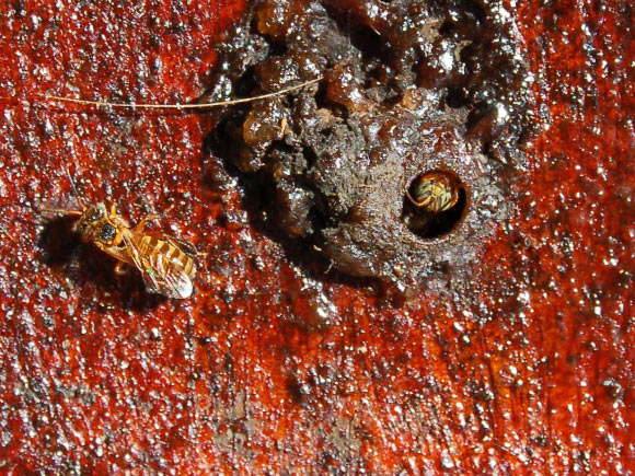 A guard bee standing next to the entrance hole of the Frieseomelitta varia colony. Image credit: Bibafu / CC BY-SA 3.0.