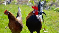 Adult red junglefowl (Gallus gallus). Image credit: Per Jensen.