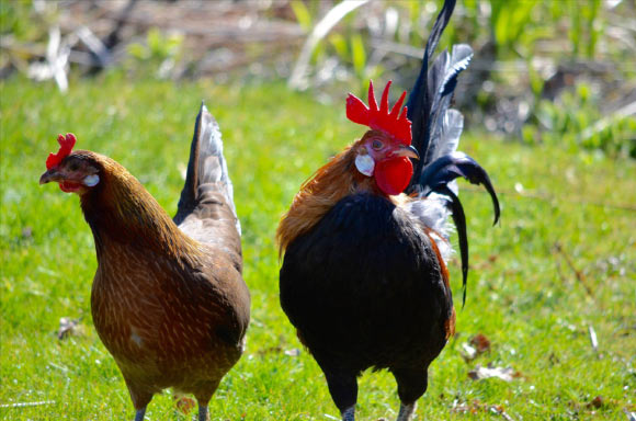 Adult red junglefowl (Gallus gallus). Image credit: Per Jensen.