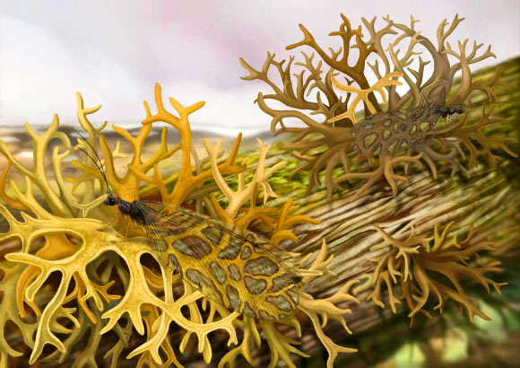 Ecological reconstruction of a 165-million-year-old lacewing mimicking a lichen that existed during the same time period. Image credit: Xiaoran Zuo.