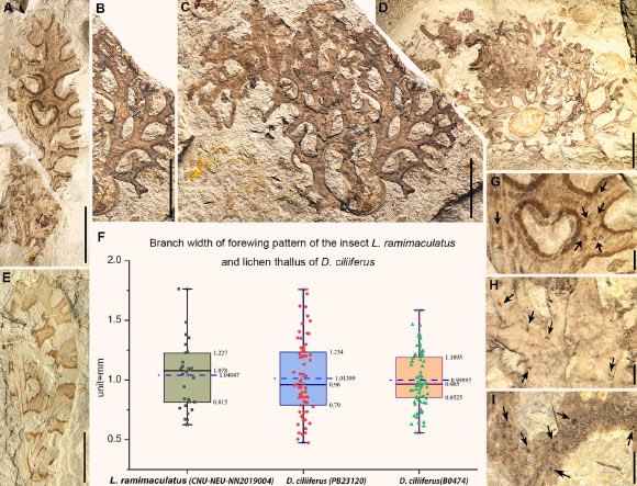 The lichen-mimicking lacewing Lichenipolystoechotes ramimaculatus and Lichenipolystoechotes angustimaculatus and fossils of the contemporaneous lichen Daohugouthallus ciliiferus: (A) photo of part of Lichenipolystoechotes ramimaculatus, with a lichen mimicking forewing pattern; (B-C) photos of the lichen thallus Daohugouthallus ciliiferus, thallus segment in (B) and entire thallus in (C); photos (A-C) are at the same scale; (D) photo of a nearly intact lichen thallus of Daohugouthallus ciliiferus; (E) photo of Lichenipolystoechotes angustimaculatus with a lichen mimicking wing pattern; (F) box scatter plots of measurement data displaying lower and upper extremes, lower and upper quartile, median and average (in the blue dotted line) of branch widths of Lichenipolystoechotes ramimaculatus’ forewing pattern and thallus branch widths of lichen Daohugouthallus ciliiferus separately (black, red and green dots represent measurement results of branch pattern widths of lichen-mimicking lacewing and thallus widths of the two lichen specimens, respectively); (G) part of the wing pattern of Lichenipolystoechotes ramimaculatus, with irregular wing spots; (H, I) portion of the thallus of Daohugouthallus ciliiferus, with irregular spot-like punctiform pycnidia; the dark arrows indicate the spots on wing of Lichenipolystoechotes ramimaculatus and thallus of Daohugouthallus ciliiferus. Scale bars - 5 mm in (A-E) and 1 mm in (G-I). Image credit: Fang et al, doi: 10.7554/eLife.59007.
