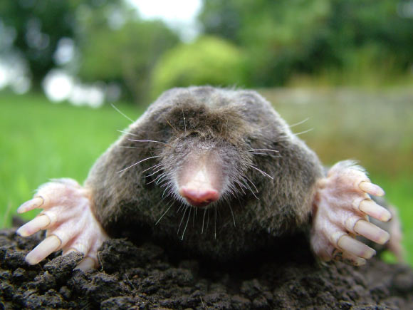 The European mole (Talpa europaea). Image credit: Michael David Hill / CC BY-SA 3.0.