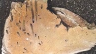 Apectoichnus lignummasticans. Image credit: Melnyk et al, doi: 10.1017/jpa.2020.63.