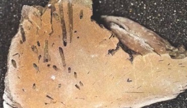 Apectoichnus lignummasticans. Image credit: Melnyk et al, doi: 10.1017/jpa.2020.63.