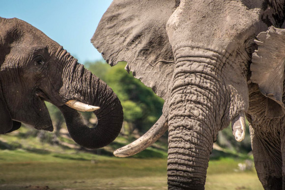 A young adolescent next to an older male African savannah elephant (Loxodonta africana) in the Makgadikgadi Pans National Park, Botswana. Image credit: Connie Allen.