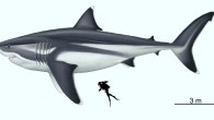 Paleoartistic reconstruction of a 16-m megalodon scaled against a 1.65-m human. Image credit: Oliver E. Demuth.