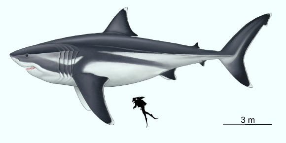 Paleoartistic reconstruction of a 16-m megalodon scaled against a 1.65-m human. Image credit: Oliver E. Demuth.