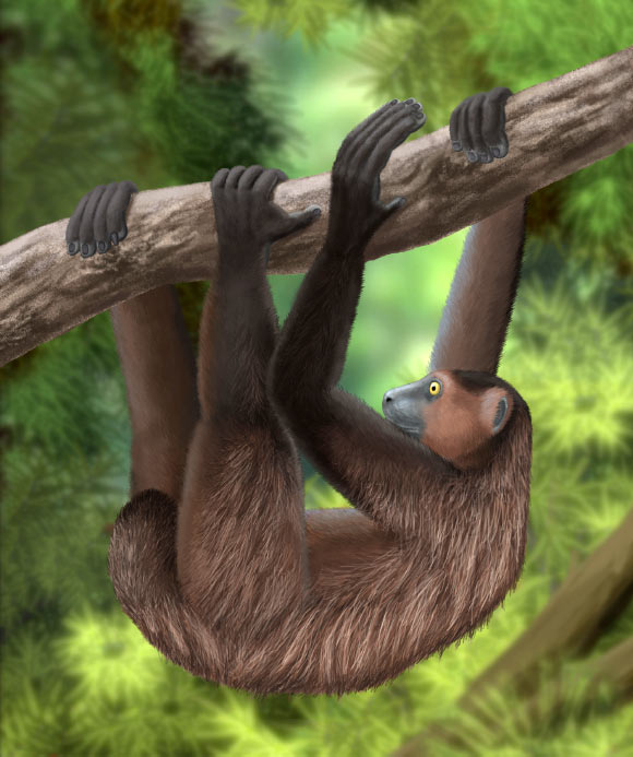 The sloth lemurs (family Palaeopropithecidae) are a group of extinct giant lemurs that includes four genera. The common name can be misleading, as these creatures were not closely related to South American sloths. As the name implies, sloth lemurs were designed for treetop living, with long arms and legs, limber joints and hook-like hands and feet. These adaptations allowed them to be adept at both leaping and climbing. It is believed that over-hunting and the burning of their forest habitat by early human residents combined with a naturally slow reproductive rate gradually led to their extinction. This is a life restoration of Babakotia radofilai, an extinct species of medium-sized sloth lemur from Madagascar. Image credit: Smokeybjb / CC BY-SA 3.0.