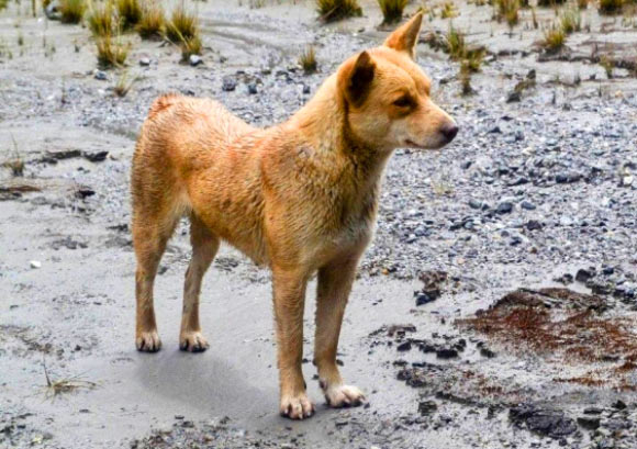 Lady Foot, a Highland wild dog native to New Guinea. Image credit: New Guinea Highland Wild Dog Foundation.
