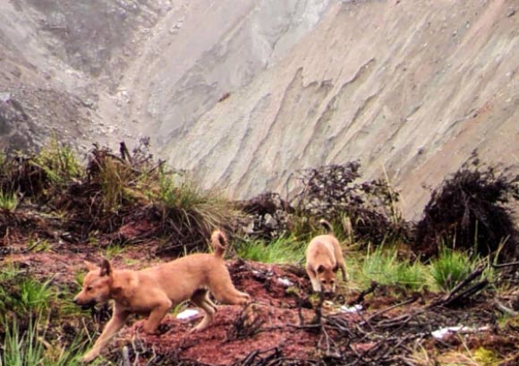 Two of three Highland wild dog puppies previously spotted via a trail camera. Image credit: New Guinea Highland Wild Dog Foundation.