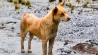 Lady Foot, a Highland wild dog native to New Guinea. Image credit: New Guinea Highland Wild Dog Foundation.