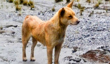 Lady Foot, a Highland wild dog native to New Guinea. Image credit: New Guinea Highland Wild Dog Foundation.