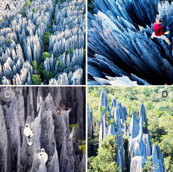 Natural pinnacles and stone forests: (A-C) photographs showing limestone structures of different scales in the Tsingy de Bemaraha National Park in Madagascar; (D) similar limestone formations in the Gunung Mulu National Park in Malaysia. Image credit: Stephen Alvarez / Grant Dixon.