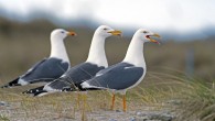 Herring gulls. Image credit: Georg Wietschorke.