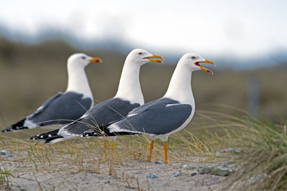 Herring gulls. Image credit: Georg Wietschorke.