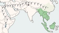 Map illustrating the location of Kapi ramnagarensis (black star) relative to modern (dark green) and historical (light green) populations of lesser apes (gibbons and siamangs) and the approximate distribution of stem hominoid sites in East Africa (blue triangles); green triangles mark the location of the lesser ape fossil species Bunopithecus and Yuanmoupithecus; yellow rectangles mark the location of the fossil catarrhine species Dionysopithecus sp. from Middle Miocene sites in Pakistan. Image credit: Luci Betti-Nash.