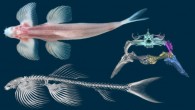Top left: photograph of the cave angel fish (Cryptotora thamicola) in dorsal view. Bottom left: μCT of skeleton in lateral view. Right: μCT scan of pelvis in transverse view. Image credit: Zach Randall, Florida Museum of Natural History / Brooke Flammang, New Jersey Institute of Technology.
