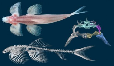 Top left: photograph of the cave angel fish (Cryptotora thamicola) in dorsal view. Bottom left: μCT of skeleton in lateral view. Right: μCT scan of pelvis in transverse view. Image credit: Zach Randall, Florida Museum of Natural History / Brooke Flammang, New Jersey Institute of Technology.