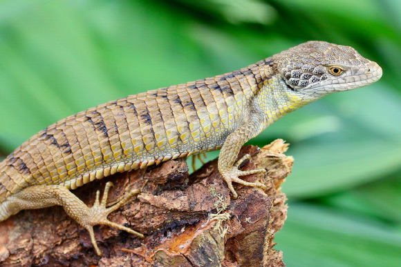 Abronia morenica on a tree branch. Image credit: Adam Clause.