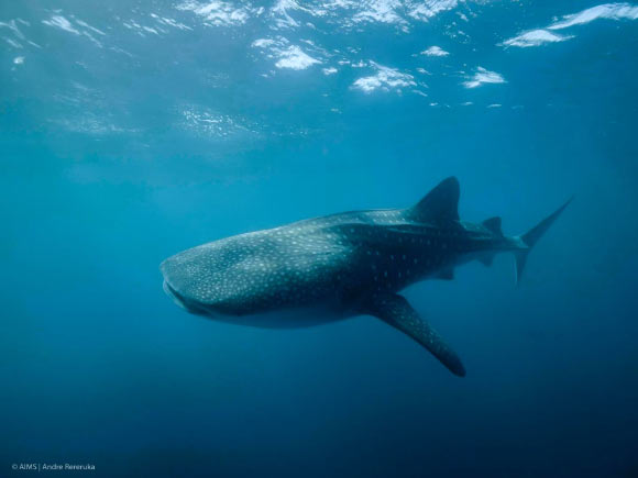 Meekan et al found evidence that male whale sharks (Rhincodon typus) attain asymptotic sizes of around 8.5-9 m at Ningaloo Reef, which suggests that females are more likely to reach the largest sizes (over 12 m) observed in the species. Image credit: Andre Rereuka / Australian Institute of Marine Science, University of Western Australia.