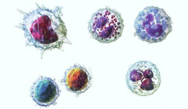 Five types of human leukocytes. Image credit: Syed H. Shirazi et al, doi: 10.3233/THC-161133.