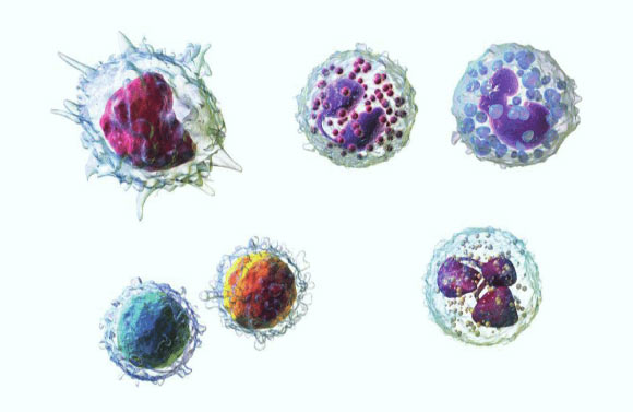 Five types of human leukocytes. Image credit: Syed H. Shirazi et al, doi: 10.3233/THC-161133.