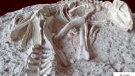 Changmiania liaoningensis, an anterior part of the holotype in caudolateral view; red arrow indicates the emplacement of the gastrolith clusters. Image credit: Yang et al, doi: 10.7717/peerj.9832.