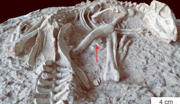 Changmiania liaoningensis, an anterior part of the holotype in caudolateral view; red arrow indicates the emplacement of the gastrolith clusters. Image credit: Yang et al, doi: 10.7717/peerj.9832.