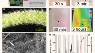 Stinging nettles of the genus Dendrocnide produce potent neurotoxins: (A) sign at a North Queensland National Park advising caution around stinging trees; (B) Dendrocnide excelsa petioles are covered in stinging hairs; (C) scanning electron micrograph of trichome structure on the leaf of Dendrocnide moroides; (D-G) cutaneous reaction resulting from an accidental sting with Dendrocnide moroides documented with an iPhone XR and NEC G120W2 thermal imager, illustrating almost immediate local piloerection (arrowheads in D), development of wheals where stinging hairs penetrate the skin (arrows in E), as well as a long-lasting axon reflex erythema (arrows in F and G) and associated local increase in skin temperature (degrees Celsius); (H) HPLC chromatogram of trichome extract from Dendrocnide excelsa; diamonds indicate nocifensive responses elicited by intraplantar administration of individual fractions in vivo in C57BL6/J mice, with a single late-eluting peak identified as the main pain-causing fraction. Image credit: Irina Vetter, Thomas Durek & Darren Brown, University of Queensland.