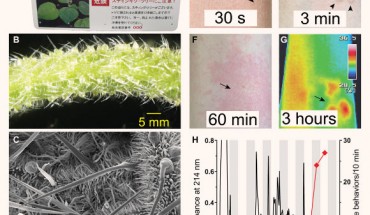 Stinging nettles of the genus Dendrocnide produce potent neurotoxins: (A) sign at a North Queensland National Park advising caution around stinging trees; (B) Dendrocnide excelsa petioles are covered in stinging hairs; (C) scanning electron micrograph of trichome structure on the leaf of Dendrocnide moroides; (D-G) cutaneous reaction resulting from an accidental sting with Dendrocnide moroides documented with an iPhone XR and NEC G120W2 thermal imager, illustrating almost immediate local piloerection (arrowheads in D), development of wheals where stinging hairs penetrate the skin (arrows in E), as well as a long-lasting axon reflex erythema (arrows in F and G) and associated local increase in skin temperature (degrees Celsius); (H) HPLC chromatogram of trichome extract from Dendrocnide excelsa; diamonds indicate nocifensive responses elicited by intraplantar administration of individual fractions in vivo in C57BL6/J mice, with a single late-eluting peak identified as the main pain-causing fraction. Image credit: Irina Vetter, Thomas Durek & Darren Brown, University of Queensland.