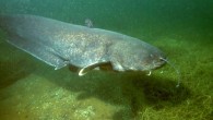 The wels catfish (Silurus glanis). Image credit: Dieter Florian / CC BY-SA 3.0 DE.