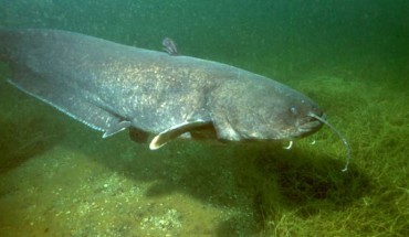 The wels catfish (Silurus glanis). Image credit: Dieter Florian / CC BY-SA 3.0 DE.