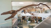 A skeletal mount of the mosasaur Gnathomortis stadtmani at BYU’s Eyring Science Center. Image credit: BYU.