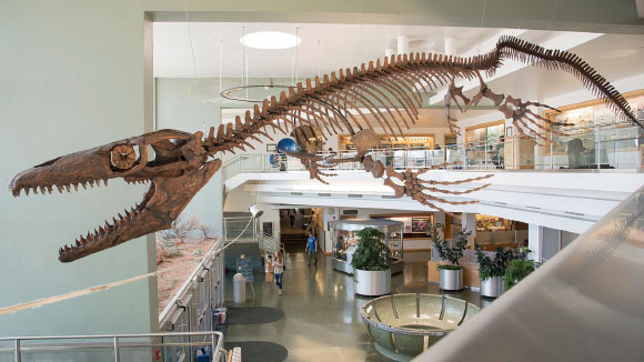 A skeletal mount of the mosasaur Gnathomortis stadtmani at BYU’s Eyring Science Center. Image credit: BYU.