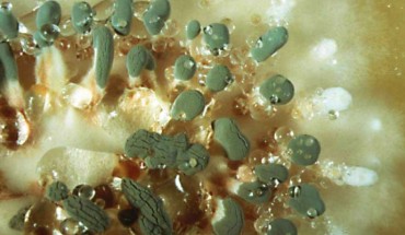 Penicillium rubens. Image credit: CABI.