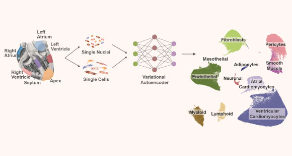 Litviňuková et al created the first atlas of human heart cells. Image credit: Litviňuková et al.