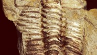 Gravicalymene bakeri. Scale bar - 1 cm. Image credit: Smith & Ebach.