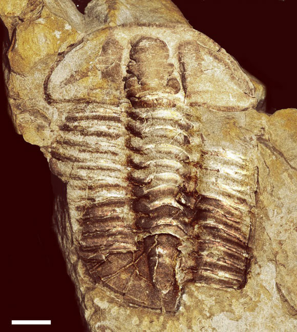 Gravicalymene bakeri. Scale bar - 1 cm. Image credit: Smith & Ebach.