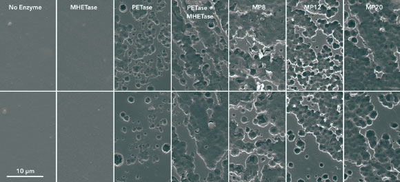Knott et al. created a two-enzyme system for PET deconstruction, which employs one enzyme (PETase) to convert the polymer into soluble intermediates and another enzyme (MHETase) to produce the constituent PET monomers. This SEM image shows amorphous PET film after 96 h enzyme treatment at 30 degrees Celsius. Image credit: Knott et al., doi: 10.1073/pnas.2006753117.
