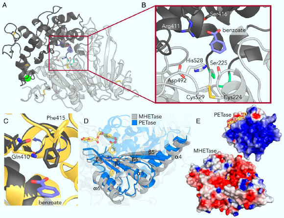 MHETase structural analysis. Image credit: Knott et al., doi: 10.1073/pnas.2006753117.
