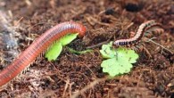The rusty millipede Trigoniulus corallinus (left) and the orange rosary millipede Helicorthomorpha holstii (right). Image credit: Wai Lok So / CC-BY.