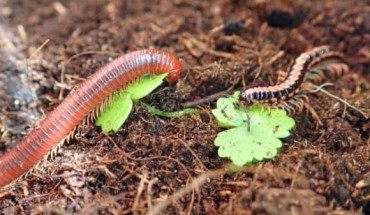 The rusty millipede Trigoniulus corallinus (left) and the orange rosary millipede Helicorthomorpha holstii (right). Image credit: Wai Lok So / CC-BY.