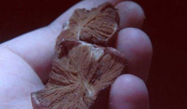 Broken Hysterangium bonobo fruiting body revealing brown gleba and columella at the center. Image credit: Alexander Georgiev.