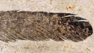 Optical photograph of the 150-million-year-old isolated fossil feather of Archaeopteryx. Image credit: Carney et al, doi: 10.1038/ncomms1642.