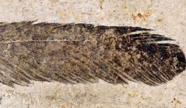 Optical photograph of the 150-million-year-old isolated fossil feather of Archaeopteryx. Image credit: Carney et al, doi: 10.1038/ncomms1642.