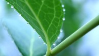 Guttation droplets are an important but underexplored feature in plants, with profound implications for insects in agricultural and natural ecosystems. Image credit: Pablo Urbaneja-Bernat.