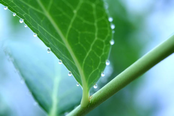 Guttation droplets are an important but underexplored feature in plants, with profound implications for insects in agricultural and natural ecosystems. Image credit: Pablo Urbaneja-Bernat.