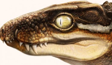 Life restoration of Ogresuchus furatus. Image credit: Aina and Agnès Amblás / Institut Català de Paleontologia Miquel Crusafont.