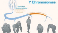 Cechova et al. reconstructed the ancestral sequence of the great ape Y chromosome by comparing three existing (gorilla, human, and chimpanzee) and two newly-generated (orangutan and bonobo) Y chromosome assemblies. Image credit: Dani Zemba and Monika Cechova, Penn State University.