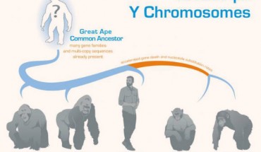 Cechova et al. reconstructed the ancestral sequence of the great ape Y chromosome by comparing three existing (gorilla, human, and chimpanzee) and two newly-generated (orangutan and bonobo) Y chromosome assemblies. Image credit: Dani Zemba and Monika Cechova, Penn State University.